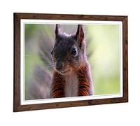 Big Box Art Framed Print of Squirrel 5 Design | Wall Art Picture | Home Decor for Kitchen, Living, Dining Room, Lounge, Bedroom, Hallway, Office, Walnut, A2 / 24.5x18 Inch / 62x45cm