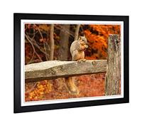 Big Box Art Framed Print of Squirrel Autumn Forest Design | Wall Art Picture | Home Decor for Kitchen, Living, Dining Room, Lounge, Bedroom, Hallway, Office, Black, A2 / 24.5x18 Inch / 62x45cm