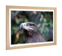 Big Box Art Framed Print of Steppe Eagle Bird Design | Wall Art Picture | Home Decor for Kitchen, Living, Dining Room, Lounge, Bedroom, Hallway, Office, Oak, A2 / 24.5x18 Inch / 62x45cm
