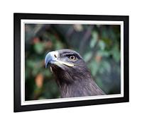 Big Box Art Framed Print of Steppe Eagle Bird Design | Wall Art Picture | Home Decor for Kitchen, Living, Dining Room, Lounge, Bedroom, Hallway, Office, Black, A2 / 24.5x18 Inch / 62x45cm