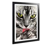 Big Box Art Framed Print of Tabby Cat Licking Paw Design | Wall Art Picture | Home Decor for Kitchen, Living, Dining Room, Lounge, Bedroom, Hallway, Office, Black, A2 / 24.5x18 Inch / 62x45cm