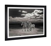 Big Box Art Framed Print of Three Zebras in The Wild Design | Wall Art Picture | Home Decor for Kitchen, Living, Dining Room, Bedroom, Hallway, Office, Black, A2 / 24.5x18 Inch / 62x45cm