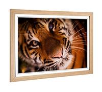 Big Box Art Framed Print of Tiger 2 Design | Wall Art Picture | Home Decor for Kitchen, Living, Dining Room, Lounge, Bedroom, Hallway, Office, Oak, A2 / 24.5x18 Inch / 62x45cm