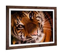 Big Box Art Framed Print of Tiger 2 Design | Wall Art Picture | Home Decor for Kitchen, Living, Dining Room, Lounge, Bedroom, Hallway, Office, Walnut, A2 / 24.5x18 Inch / 62x45cm