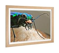 Big Box Art Framed Print of Tiger Beetle Insect Design | Wall Art Picture | Home Decor for Kitchen, Living, Dining Room, Lounge, Bedroom, Hallway, Office, Oak, A2 / 24.5x18 Inch / 62x45cm