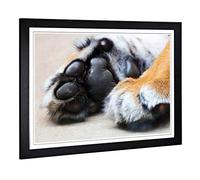 Big Box Art Framed Print of Tiger Paws Design | Wall Art Picture | Home Decor for Kitchen, Living, Dining Room, Lounge, Bedroom, Hallway, Office, Black, A2 / 24.5x18 Inch / 62x45cm