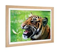 Big Box Art Framed Print of Tiger Snarling Design | Wall Art Picture | Home Decor for Kitchen, Living, Dining Room, Lounge, Bedroom, Hallway, Office, Oak, A2 / 24.5x18 Inch / 62x45cm