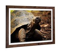 Big Box Art Framed Print of Tortoise Turtle Design | Wall Art Picture | Home Decor for Kitchen, Living, Dining Room, Lounge, Bedroom, Hallway, Office, Walnut, A2 / 24.5x18 Inch / 62x45cm