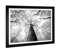 Big Box Art Framed Print of Tree Trunk Forest Design | Wall Art Picture | Home Decor for Kitchen, Living, Dining Room, Lounge, Bedroom, Hallway, Office, Black, A2 / 24.5x18 Inch / 62x45cm