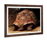 Big Box Art Framed Print of Turtle Tail Design | Wall Art Picture | Home Decor for Kitchen, Living, Dining Room, Lounge, Bedroom, Hallway, Office, Walnut, A2 / 24.5x18 Inch / 62x45cm