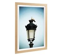 Big Box Art Framed Print of Turtledove Collared Dove Pigeon Design | Wall Art Picture | Home Decor for Kitchen, Living Room, Bedroom, Hallway, Oak, A2 / 24.5x18 Inch / 62x45cm