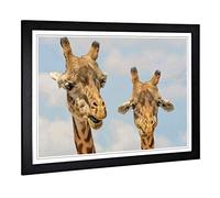 Big Box Art Framed Print of Two Giraffes Chewing Design | Wall Art Picture | Home Decor for Kitchen, Living, Dining Room, Lounge, Bedroom, Hallway, Office, Black, A2 / 24.5x18 Inch / 62x45cm