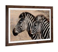 Big Box Art Framed Print of Two Zebras Facing Left Design | Wall Art Picture | Home Decor for Kitchen, Living, Dining Room, Lounge, Bedroom, Hallway, Office, Walnut, A2 / 24.5x18 Inch / 62x45cm