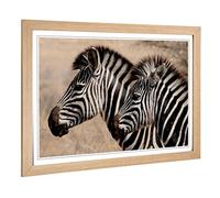 Big Box Art Framed Print of Two Zebras Facing Left Design | Wall Art Picture | Home Decor for Kitchen, Living, Dining Room, Lounge, Bedroom, Hallway, Office, Oak, A2 / 24.5x18 Inch / 62x45cm