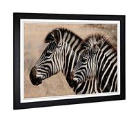 Big Box Art Framed Print of Two Zebras Facing Left Design | Wall Art Picture | Home Decor for Kitchen, Living, Dining Room, Lounge, Bedroom, Hallway, Office, Black, A2 / 24.5x18 Inch / 62x45cm