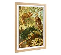 Big Box Art Framed Print of Vintage Brehms Tierlben Chameleon Design | Wall Art Picture | Home Decor for Kitchen, Living Room, Bedroom, Hallway, Oak, A2 / 24.5x18 Inch / 62x45cm