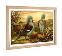 Big Box Art Framed Print of Vintage Brehms Tierlben Western Crowned Pigeon Design | Wall Art Picture| Home Decor for Kitchen, Living Room, Bedroom, Hallway, Oak, A2 / 24.5x18 Inch / 62x45cm