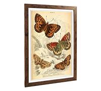 Big Box Art Framed Print of Vintage Butterfly Design | Wall Art Picture | Home Decor for Kitchen, Living, Dining Room, Lounge, Bedroom, Hallway, Office, Walnut, A2 / 24.5x18 Inch / 62x45cm