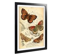 Big Box Art Framed Print of Vintage Butterfly Design | Wall Art Picture | Home Decor for Kitchen, Living, Dining Room, Lounge, Bedroom, Hallway, Office, Black, A2 / 24.5x18 Inch / 62x45cm