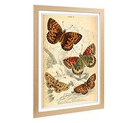 Big Box Art Framed Print of Vintage Butterfly Design | Wall Art Picture | Home Decor for Kitchen, Living, Dining Room, Lounge, Bedroom, Hallway, Office, Oak, A2 / 24.5x18 Inch / 62x45cm