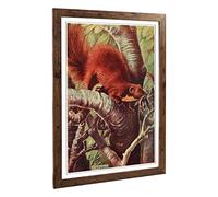 Big Box Art Framed Print of Vintage Charles Francis Newall Pine Marten Design | Wall Art Picture | Home Decor for Kitchen, Living Room, Bedroom, Hallway, Walnut, A2 / 24.5x18 Inch / 62x45cm
