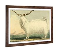 Big Box Art Framed Print of Vintage Charles R Ryley Angora Goat Design | Wall Art Picture | Home Decor for Kitchen, Living Room, Bedroom, Hallway, Walnut, A2 / 24.5x18 Inch / 62x45cm