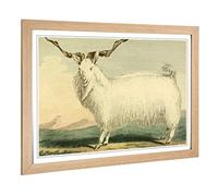 Big Box Art Framed Print of Vintage Charles R Ryley Angora Goat Design | Wall Art Picture | Home Decor for Kitchen, Living Room, Bedroom, Hallway, Oak, A2 / 24.5x18 Inch / 62x45cm