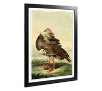 Big Box Art Framed Print of Vintage Charles R Ryley Gambian Goose Design | Wall Art Picture | Home Decor for Kitchen, Living Room, Bedroom, Hallway, Black, A2 / 24.5x18 Inch / 62x45cm