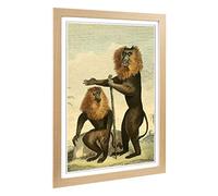 Big Box Art Framed Print of Vintage Charles R Ryley Lion-Tailed Monkey Design | Wall Art Picture | Home Decor for Kitchen, Living Room, Bedroom, Hallway, Oak, A2 / 24.5x18 Inch / 62x45cm