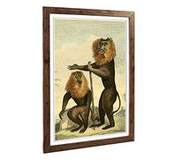 Big Box Art Framed Print of Vintage Charles R Ryley Lion-Tailed Monkey Design | Wall Art Picture | Home Decor for Kitchen, Living Room, Bedroom, Hallway, Walnut, A2 / 24.5x18 Inch / 62x45cm
