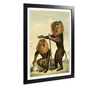 Big Box Art Framed Print of Vintage Charles R Ryley Lion-Tailed Monkey Design | Wall Art Picture | Home Decor for Kitchen, Living Room, Bedroom, Hallway, Black, A2 / 24.5x18 Inch / 62x45cm
