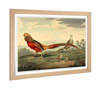Big Box Art Framed Print of Vintage Charles R Ryley Painted Pheasant Design | Wall Art Picture | Home Decor for Kitchen, Living Room, Bedroom, Hallway, Oak, A2 / 24.5x18 Inch / 62x45cm