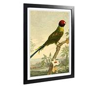 Big Box Art Framed Print of Vintage Charles R Ryley Rose-Headed Parakeet Design | Wall Art Picture | Home Decor for Kitchen, Living Room, Bedroom, Hallway, Black, A2 / 24.5x18 Inch / 62x45cm
