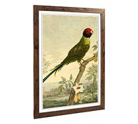 Big Box Art Framed Print of Vintage Charles R Ryley Rose-Headed Parakeet Design | Wall Art Picture | Home Decor for Kitchen, Living Room, Bedroom, Hallway, Walnut, A2 / 24.5x18 Inch / 62x45cm
