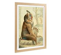 Big Box Art Framed Print of Vintage Charles R Ryley Variegated Baboon Design | Wall Art Picture | Home Decor for Kitchen, Living Room, Bedroom, Hallway, Oak, A2 / 24.5x18 Inch / 62x45cm