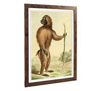 Big Box Art Framed Print of Vintage Charles R Ryley Wood Baboon Design | Wall Art Picture | Home Decor for Kitchen, Living Room, Bedroom, Hallway, Walnut, A2 / 24.5x18 Inch / 62x45cm