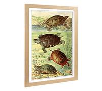 Big Box Art Framed Print of Vintage Fleischmann. Josef American Turtles Design | Wall Art Picture | Home Decor for Kitchen, Living Room, Bedroom, Hallway, Oak, A2 / 24.5x18 Inch / 62x45cm