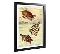 Big Box Art Framed Print of Vintage Fleischmann. Josef Indian Turtles Design | Wall Art Picture | Home Decor for Kitchen, Living Room, Bedroom, Hallway, Black, A2 / 24.5x18 Inch / 62x45cm