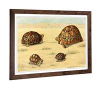 Big Box Art Framed Print of Vintage Fleischmann. Josef South African Tortoises Design | Wall Art Picture| Home Decor for Kitchen, Living Room, Bedroom, Office, Walnut, A2 / 24.5x18 Inch / 62x45cm