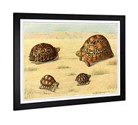 Big Box Art Framed Print of Vintage Fleischmann. Josef South African Tortoises Design | Wall Art Picture| Home Decor for Kitchen, Living Room, Bedroom, Office, Black, A2 / 24.5x18 Inch / 62x45cm