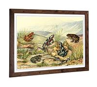 Big Box Art Framed Print of Vintage Fleischmann. Josef Stub-Footed Toads Design | Wall Art Picture | Home Decor for Kitchen, Living Room, Bedroom, Hallway, Walnut, A2 / 24.5x18 Inch / 62x45cm