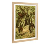 Big Box Art Framed Print of Vintage Flying Fox Bats Design | Wall Art Picture | Home Decor for Kitchen, Living, Dining Room, Bedroom, Hallway, Office, Oak, A2 / 24.5x18 Inch / 62x45cm