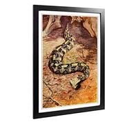Big Box Art Framed Print of Vintage H Johnston Gaboon Puff Adder Design | Wall Art Picture | Home Decor for Kitchen, Living Room, Bedroom, Hallway, Black, A2 / 24.5x18 Inch / 62x45cm