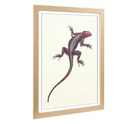 Big Box Art Framed Print of Vintage H Johnston Red & Blue Lizard Design | Wall Art Picture | Home Decor for Kitchen, Living Room, Bedroom, Hallway, Oak, A2 / 24.5x18 Inch / 62x45cm