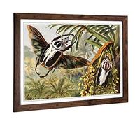 Big Box Art Framed Print of Vintage H Morin Goliath Beetles Design | Wall Art Picture | Home Decor for Kitchen, Living Room, Bedroom, Hallway, Walnut, A2 / 24.5x18 Inch / 62x45cm