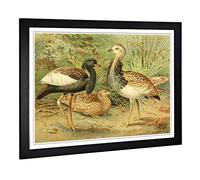 Big Box Art Framed Print of Vintage J.G. Keulemans Florican & MacQueen's Bustard Design | Wall Art Picture| Home Decor for Kitchen, Living Room, Bedroom, Office, Black, A2 / 24.5x18 Inch / 62x45cm