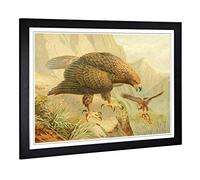 Big Box Art Framed Print of Vintage J.G. Keulemans Golden Eagle Design | Wall Art Picture | Home Decor for Kitchen, Living Room, Bedroom, Hallway, Black, A2 / 24.5x18 Inch / 62x45cm