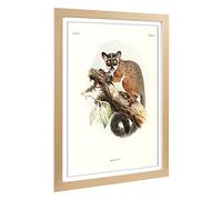 Big Box Art Framed Print of Vintage Joseph Wolf Bioko Allen's Bushbaby Design | Wall Art Picture | Home Decor for Kitchen, Living Room, Bedroom, Hallway, Oak, A2 / 24.5x18 Inch / 62x45cm
