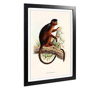 Big Box Art Framed Print of Vintage Joseph Wolf Colobus Monkey Design | Wall Art Picture | Home Decor for Kitchen, Living Room, Bedroom, Hallway, Black, A2 / 24.5x18 Inch / 62x45cm