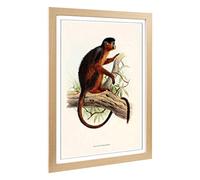 Big Box Art Framed Print of Vintage Joseph Wolf Colobus Monkey Design | Wall Art Picture | Home Decor for Kitchen, Living Room, Bedroom, Hallway, Oak, A2 / 24.5x18 Inch / 62x45cm